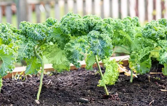 Im eigenen Garten Gemüse anbauen