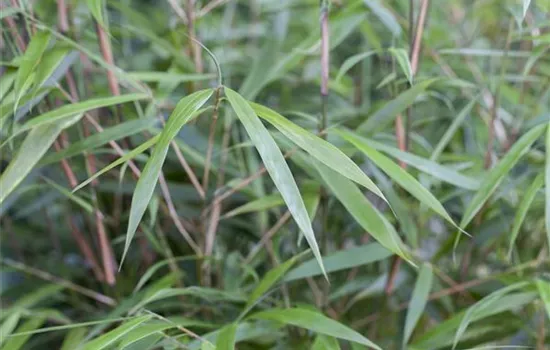 Bambus richtig pflanzen – die Planung und die Arbeit