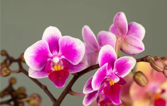 Das A und O beim Orchideen pflegen - Die richtige Wassermenge