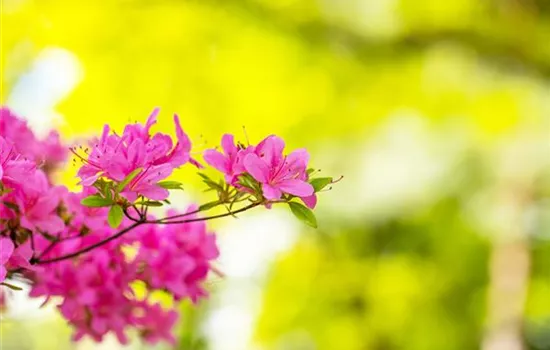 Rhododendron – Das beliebte Gehölz für Hof und Garten