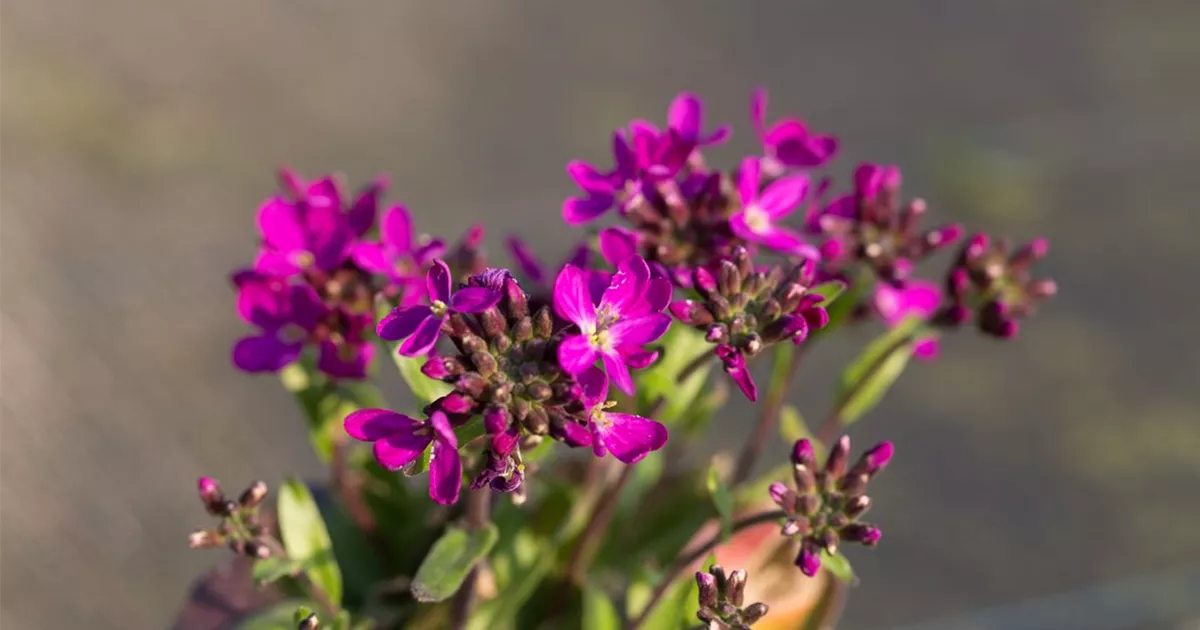 GartenGänsekresse 'Rose Delight'®, Arabis blepharophylla 'Rose Delight