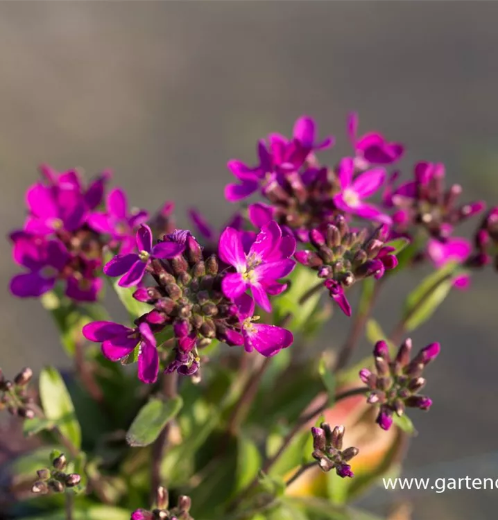 GartenGänsekresse 'Rose Delight'®, Arabis blepharophylla 'Rose Delight