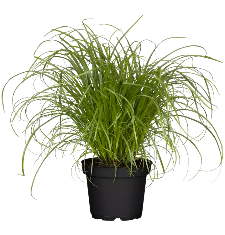 Cyperus Zumula Katzengras 3er Set  Fertig Gewachsen, Pflegeleicht &  Haustierfreundlich Hhe 20-30 Cm