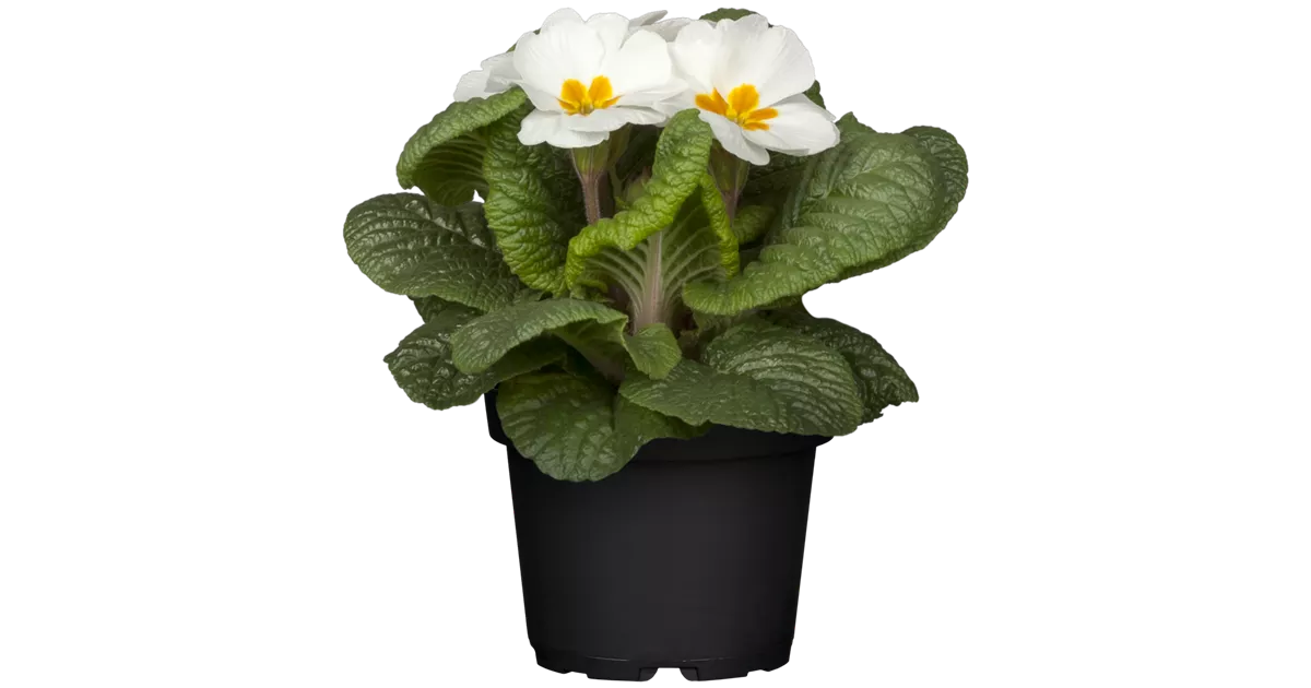 Primel Primula Acaulis, Primeln, Primel Stockfotografie