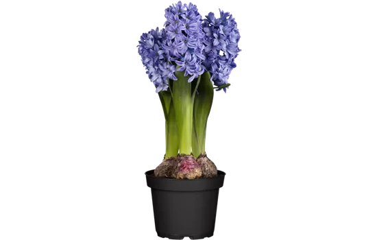 Hyacinthus orientalis, blau