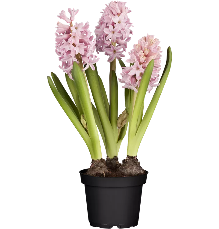 Hyacinthus orientalis, rosa, GartenHyazinthe, Pflanzen Online