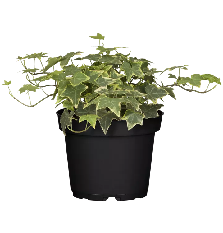 Hedera helix 'White Wonder', Efeu 'White Wonder', Pflanzen Online und