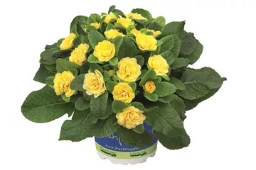 Primula vulgaris BELARINA 'Buttercup Yellow'