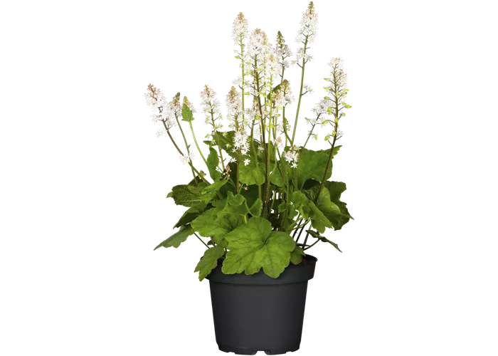 Streptocarpus saxorum (Blauer Paul), Drehfrucht (Blauer Paul), Pflanzen