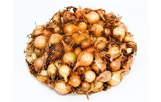 Allium cepa 'Stuttgarter Riesen'