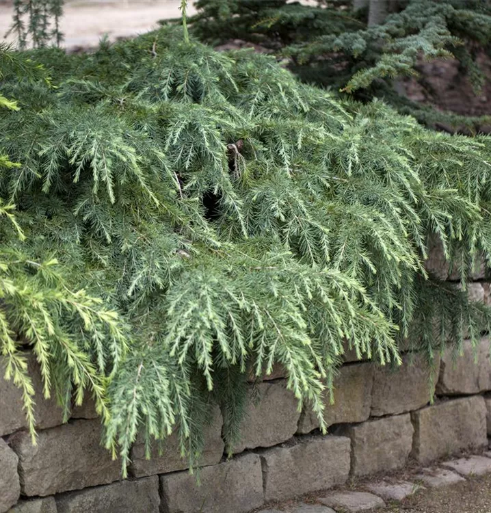Cedrus deodara 'Feelin Blue', Himalaya-Zeder 'Feelin´ Blue' - 1A Garten ...