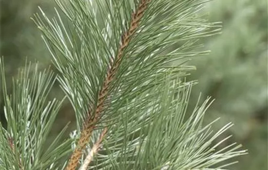 Pinus strobus 'Rheinhaus'