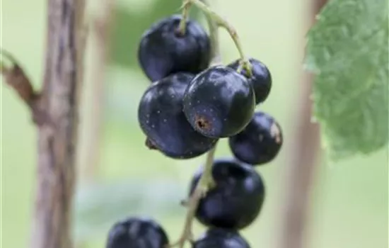 Johannisbeere Polar Fruits® 'Black Currant Berry'