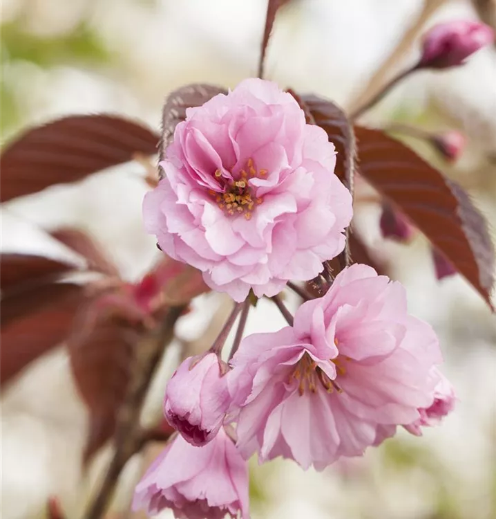Prunus serrulata 'Royal Burgundy'®, Japanische Nelkenkirsche 'Royal