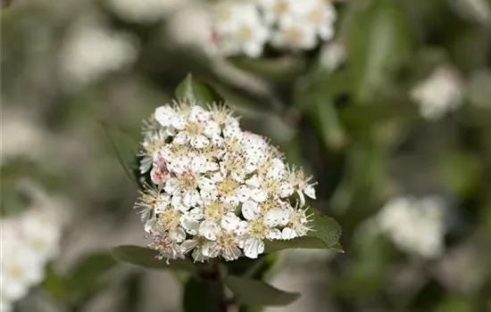 Apfelbeere Polar Fruits® 'Chokeberry'