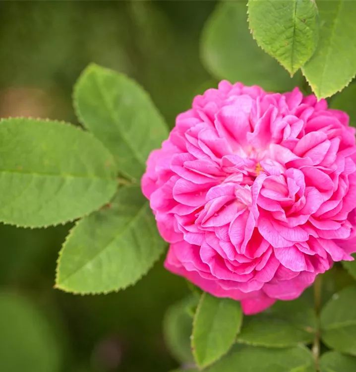 Rosa 'Rose de Resht', Strauchrose 'Rose de Resht' 1A Garten Ammer