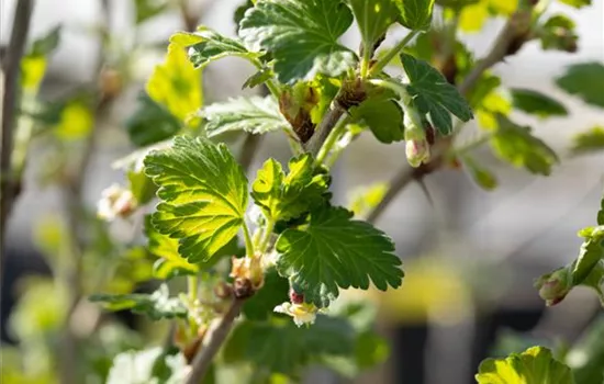 Stachelbeere Polar Fruits® 'Green Goose Berry'