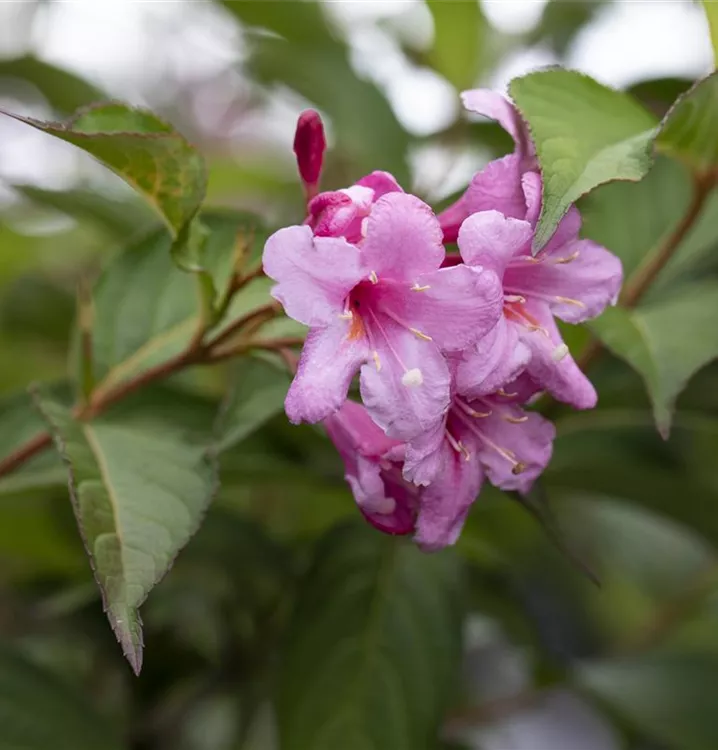 Weigelie 'Picobella Rosa', Weigela florida 'Picobella Rosa' 1A Garten