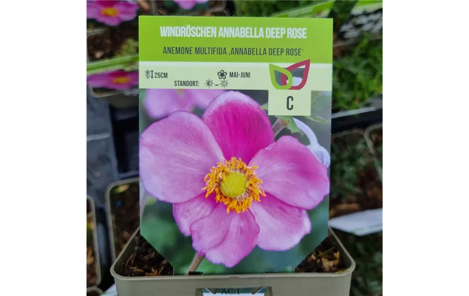 Anemone multifida 'Annabelle Deep Rose'