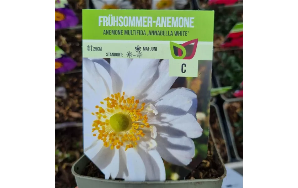 Anemone multifida 'Annabelle White'
