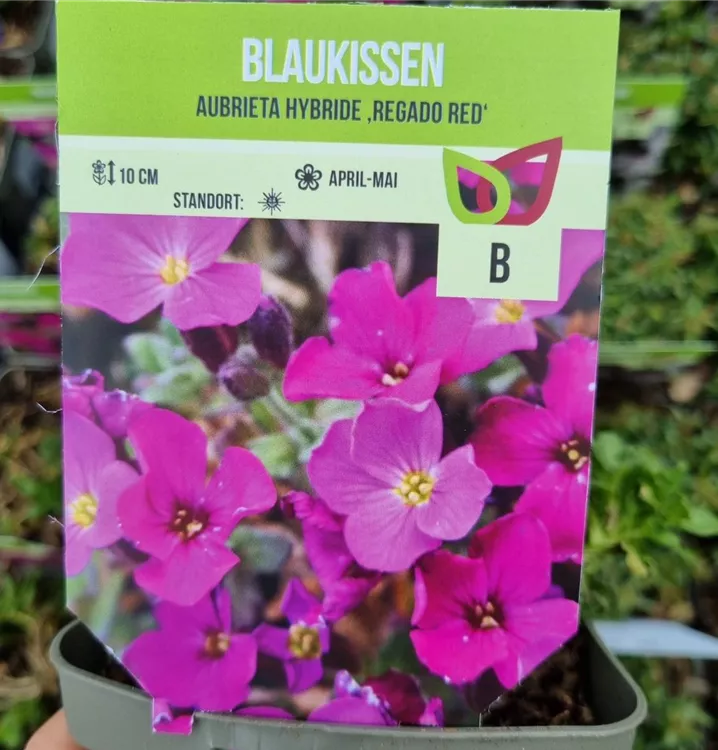 Aubrieta x cultorum 'Regado Red', GartenBlaukissen 'Regado Red