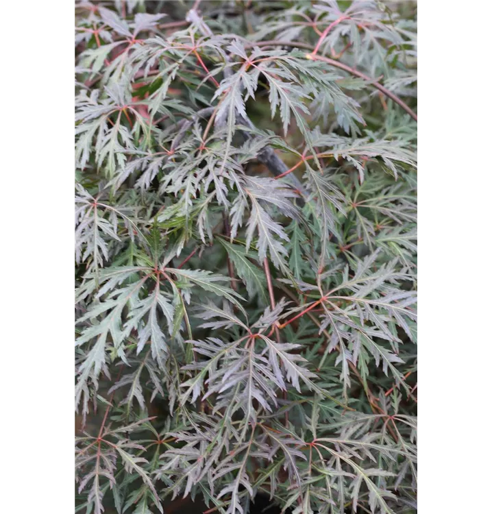 Acer palmatum 'Dissectum Orangeola'