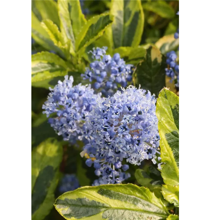 Ceanothus thyrsiflorus 'El Dorado', Kalifornischer Flieder 'El Dorado