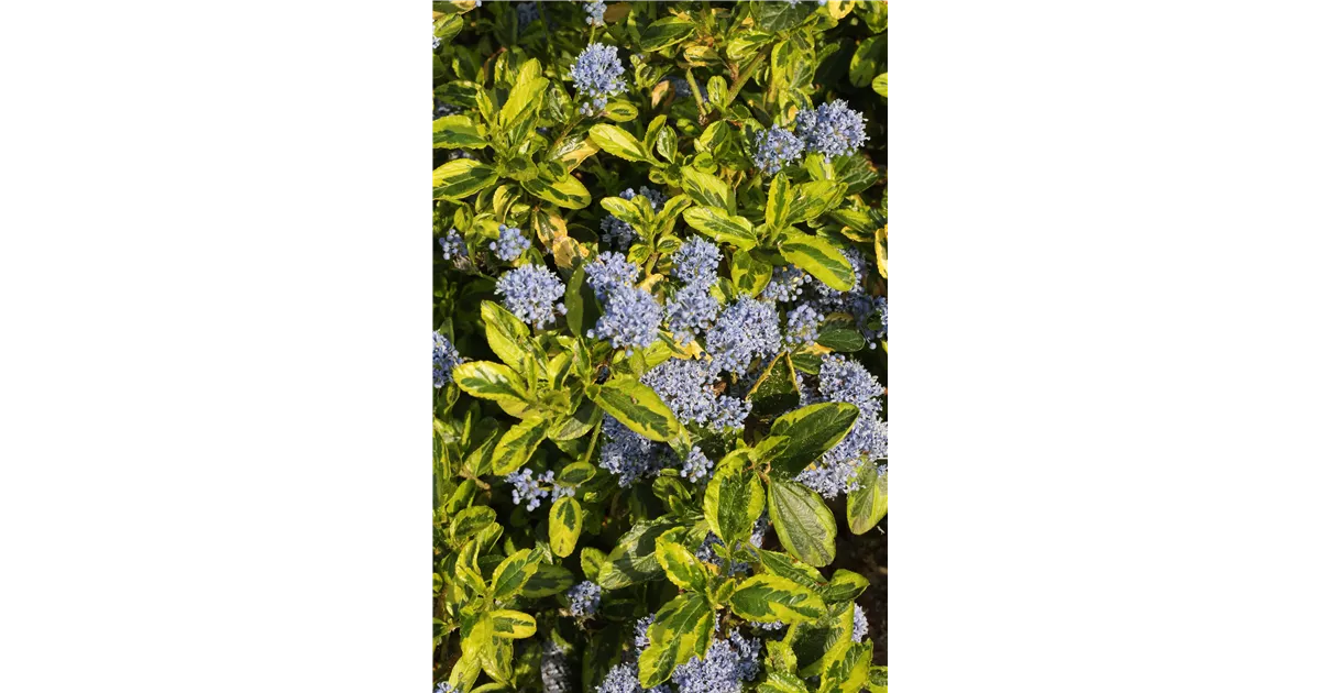 Ceanothus thyrsiflorus 'El Dorado', Kalifornischer Flieder 'El Dorado