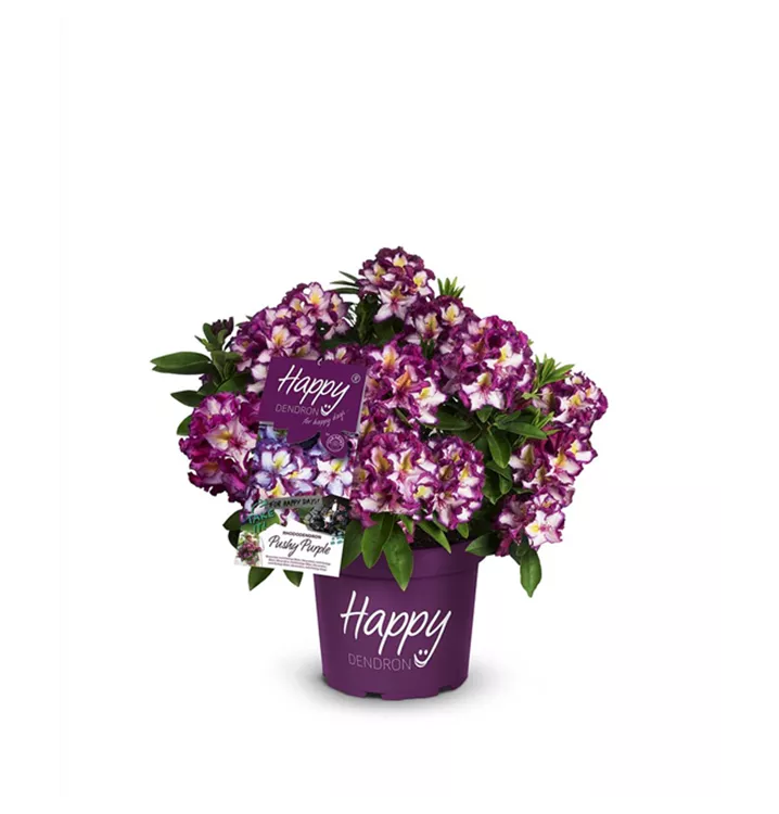 Rhododendron Hybr.'Happy Dendron' ® Pushy Purple