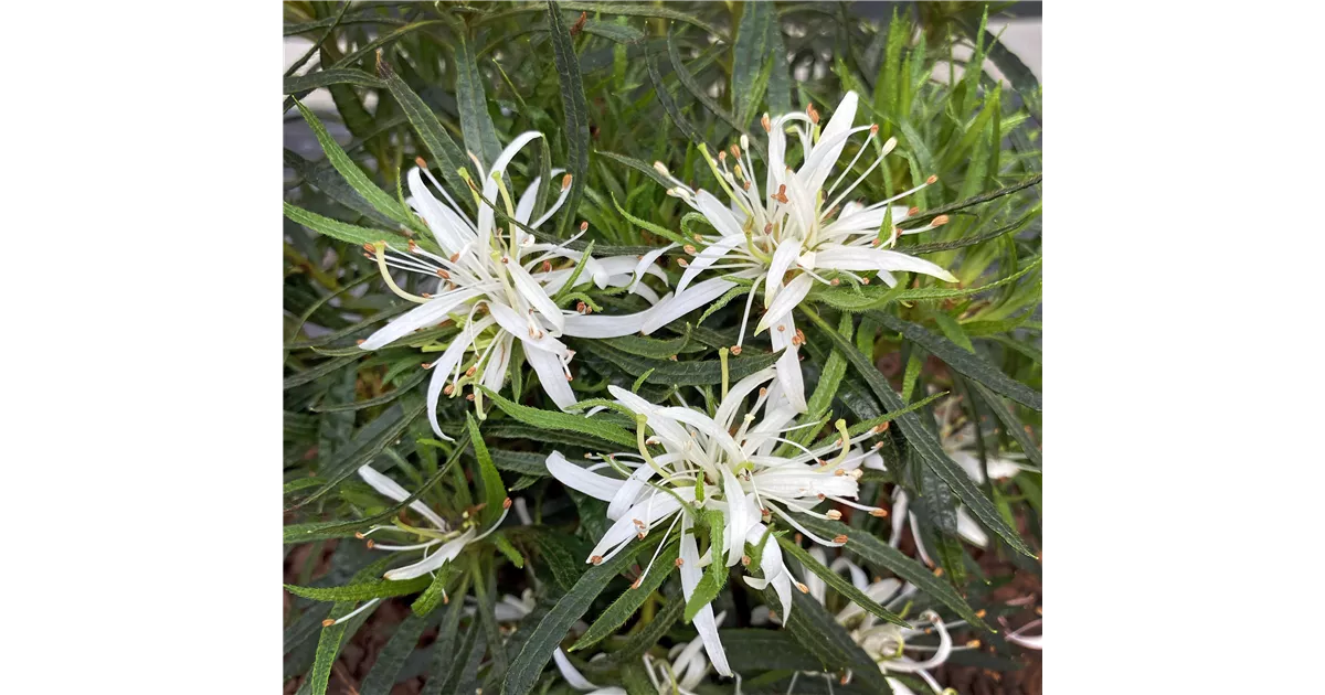 Rhododendron obtusum 'StarStyle'® weiß, Japanische Azalee 'Star Style
