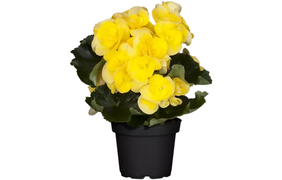 Begonia elatior, gelb