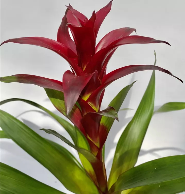 Guzmania dunkel rot 1A Garten Ammer