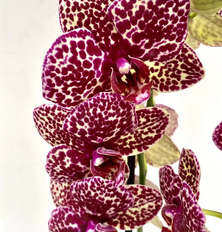 Phalaenopsis Wildcat 1A Garten Ammer
