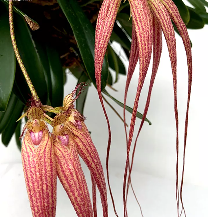 Bulbophyllum Elizabeth Ann Buckleberry - 1A Garten Ammer