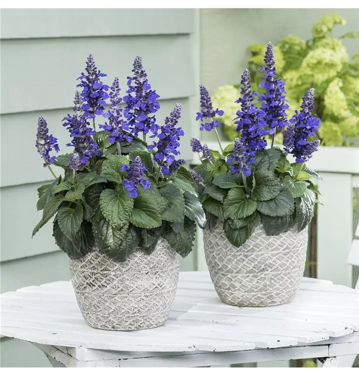 Salvia far. T12 " Der freche Michel", Ziersalbei "Mysty" Pflanze des
