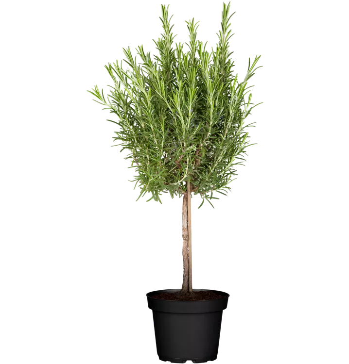 Rosmarinus officinalis, Stamm, GartenRosmarin, Stamm, Kräuter Online