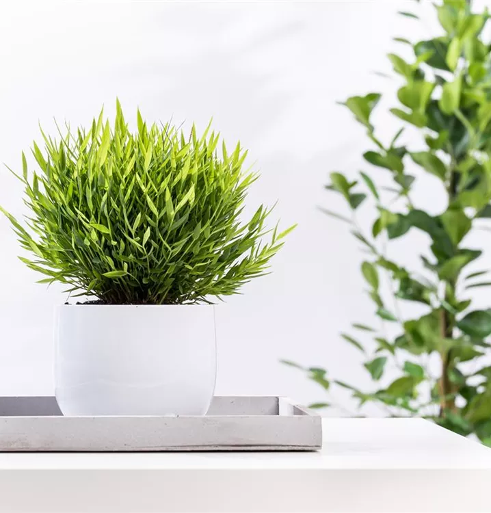 Pogonatherum paniceum, Zimmerbambus, Zimmerpflanzen Online bestellen