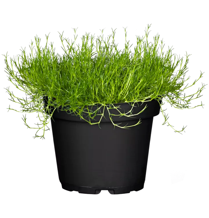 Sagina subulata, Sternmoos, Pflanzen Online und vor Ort kaufen 1A