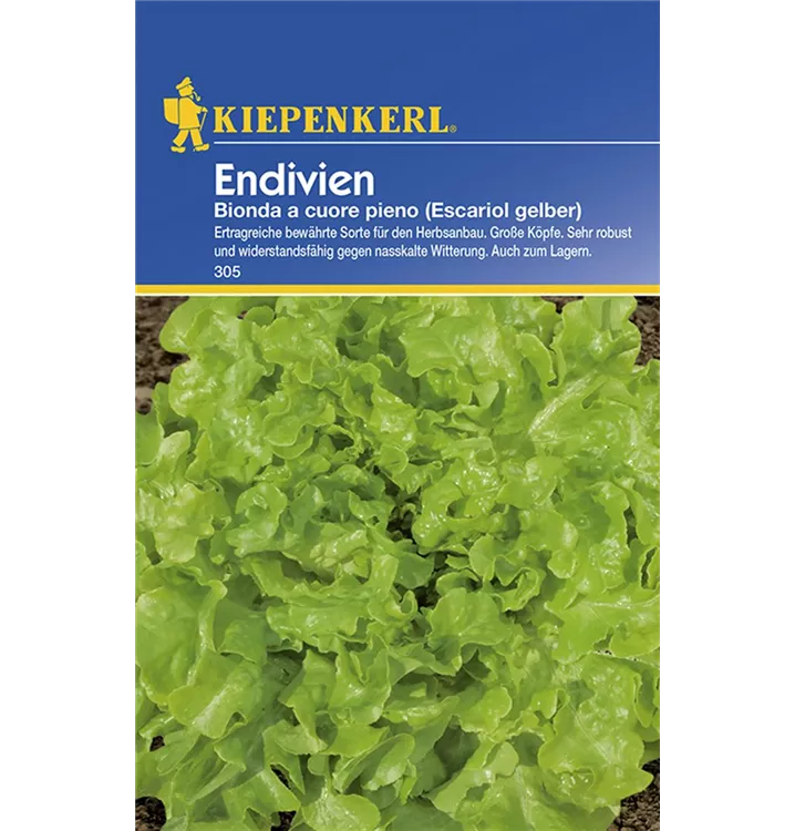 Chicorium endivia - Kiepenkerl