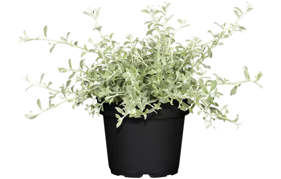 Helichrysum petiolare 'Ian Silvernanum'
