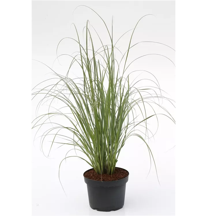 Kleines GartenPampasgras 'Pumila', Cortaderia selloana 'Pumila' 1A