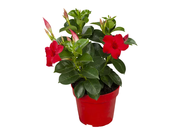 Mandevilla sanderi 'Sundaville® Red'