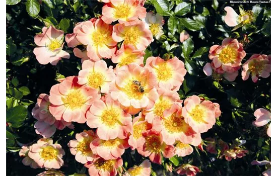 Rose 'Bienenweide® Apricot'