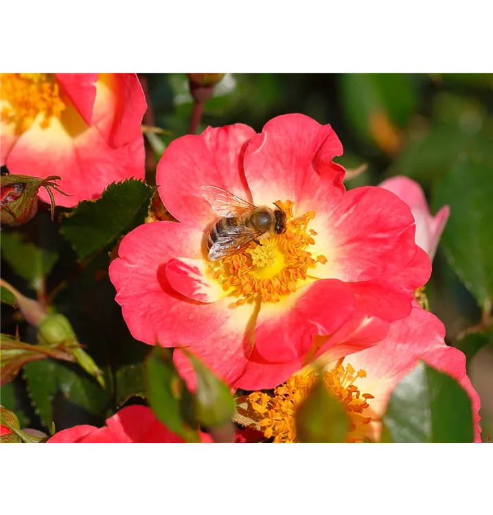 Rosa 'Bienenweide®Bicolor' 