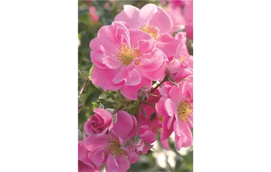 Rose 'Bienenweide® Rosa'
