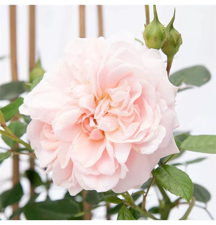 Rosa 'Garden of Roses'® 