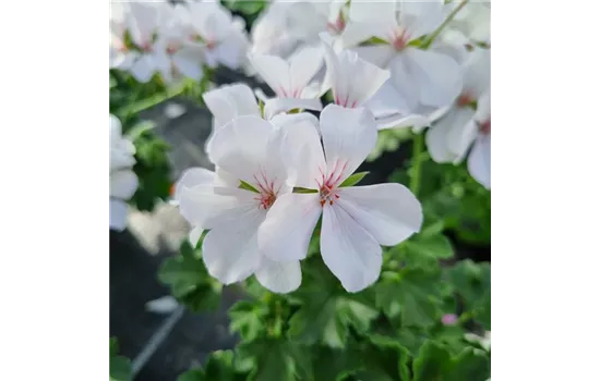 Pelargonium interspecific 'Marcada® White'