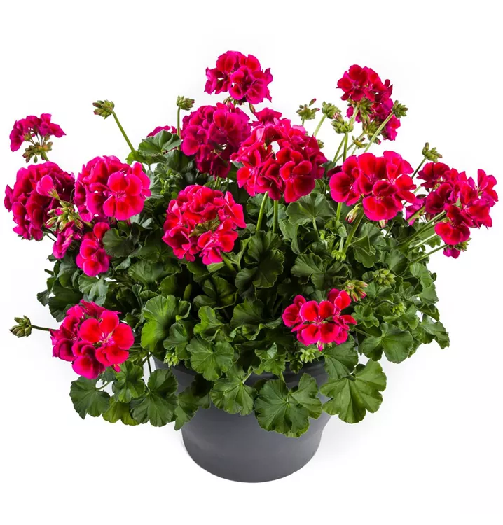 Pelargonium int. ´Calliope Red Splash´, Geranie Calliope, Pflanzen