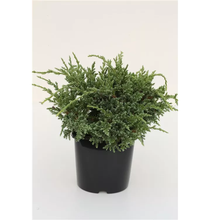 Juniperus squamata 'Holger'