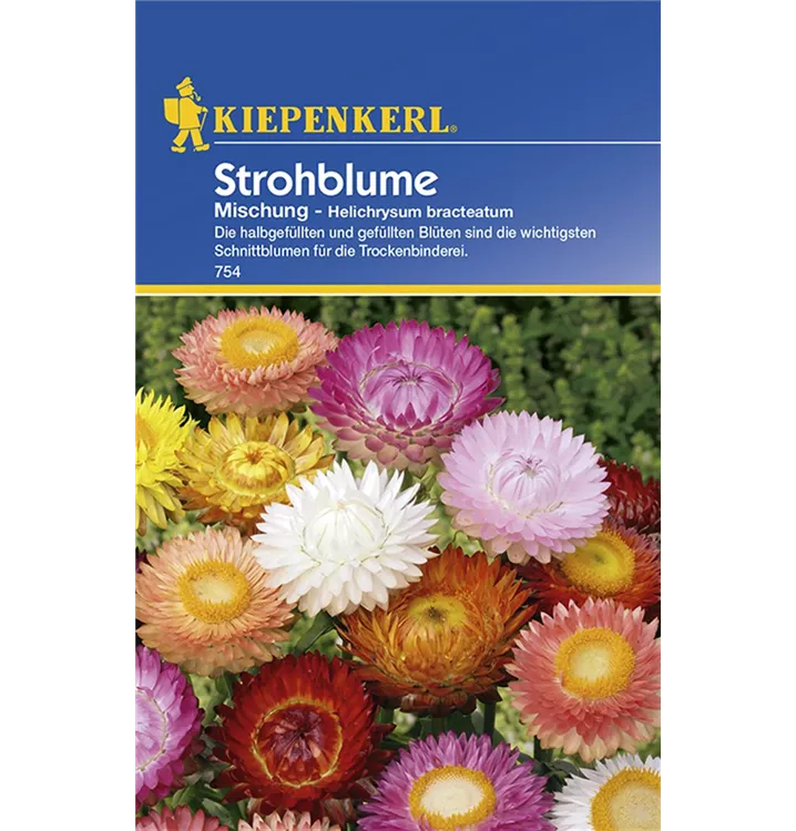 Helichrysum bracteatum - Kiepenkerl